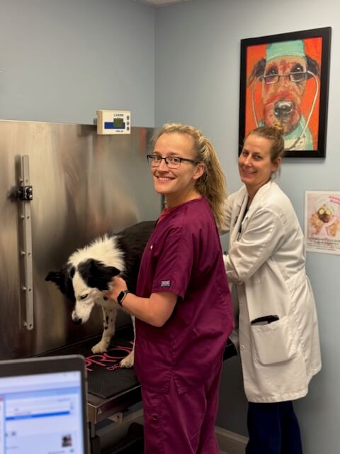 Pet Preventative Care in Ijamsville