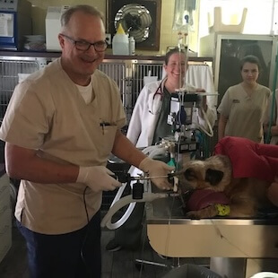 Pet Surgery in Ijamsville