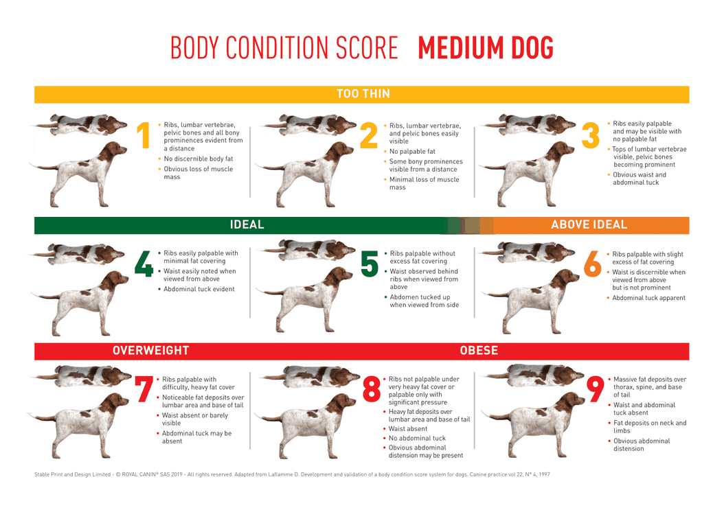 Body Condition Score Dog