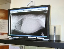Pet Digital Xray in Ijamsville, MD 