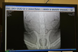 Pet Digital Xray in Ijamsville