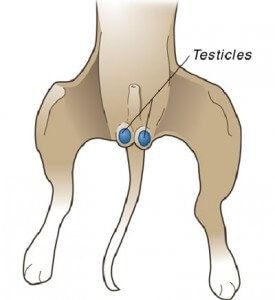 Pet Neutering in Ijamsville, MD 