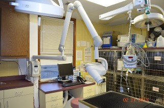 Pet Dental Care in Ijamsville, MD 