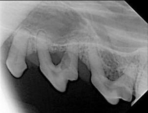 Pet Dental Care in Ijamsville