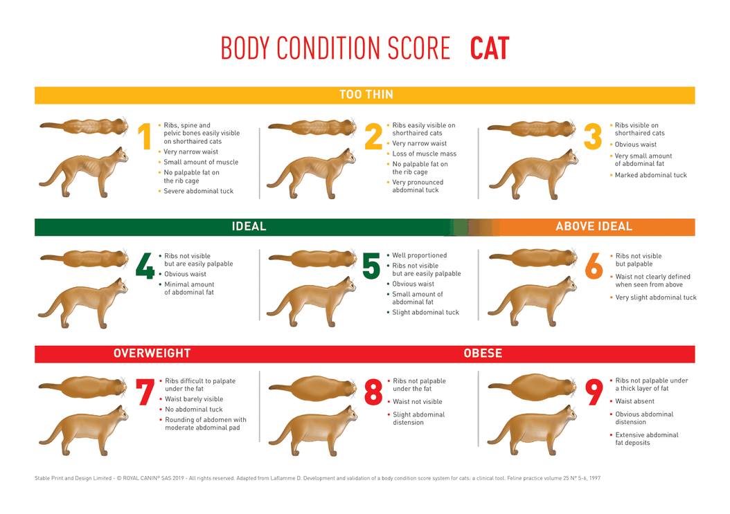 Body Condition Score Cat