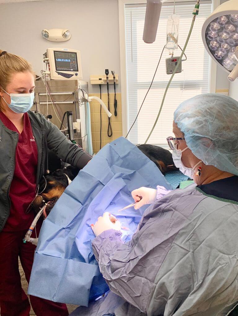 Pet Surgery in Ijamsville, MD 