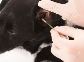 Ear Infections in Dogs