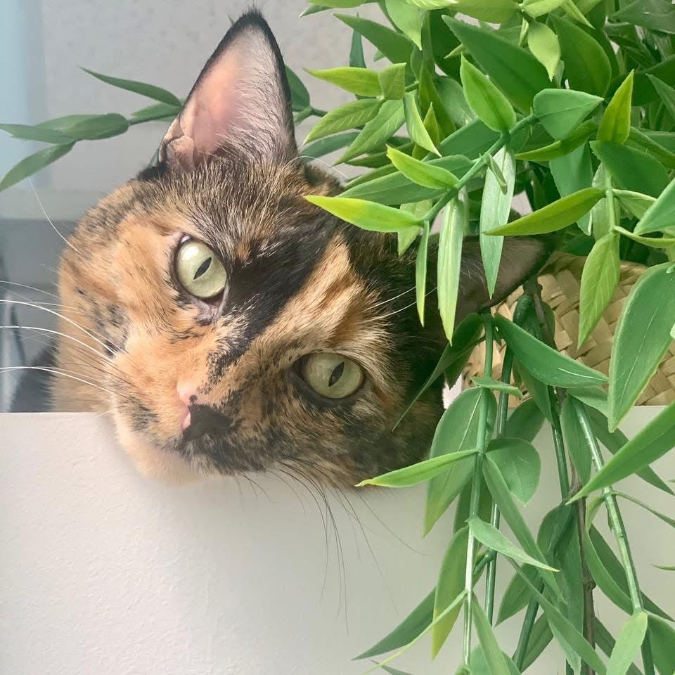 decor image on Green Valley Animal Hospital